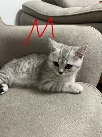 Süße Katzenbabys suchen ein liebevolles Zuhause auf Lebenszeit