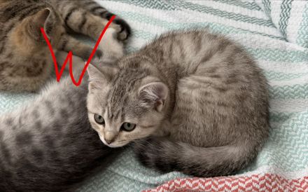 Süße Katzenbabys suchen ein liebevolles Zuhause auf Lebenszeit