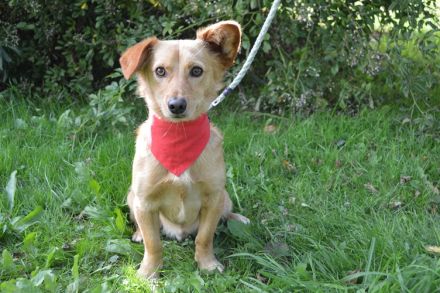 SVONKI, Dackel/Sheltie Mischling (kastriert) SGB 595,00 €