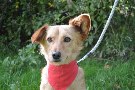 SVONKI, Dackel/Sheltie Mischling (kastriert) SGB 595,00 €