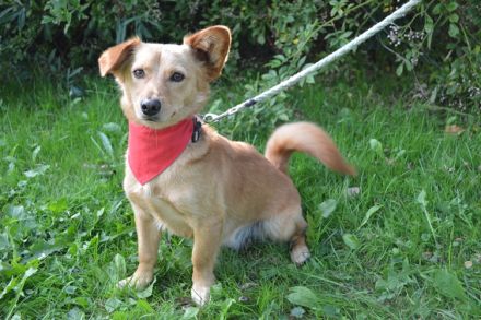 SVONKI, Dackel/Sheltie Mischling (kastriert) SGB 595,00 €