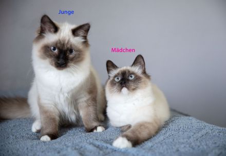 Reinrassige Heilige Birma Kitten