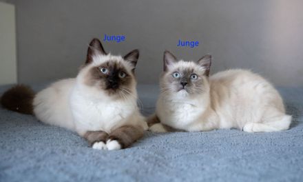 Reinrassige Heilige Birma Kitten