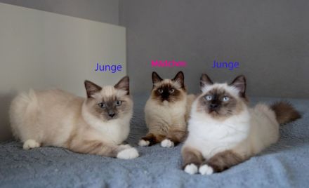 Reinrassige Heilige Birma Kitten