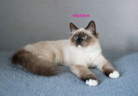 Reinrassige Heilige Birma Kitten