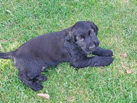 Super niedliche seltene Cocker Mops Mischlinge
