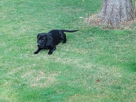 Super niedliche seltene Cocker Mops Mischlinge