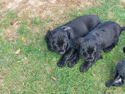 Super niedliche seltene Cocker Mops Mischlinge