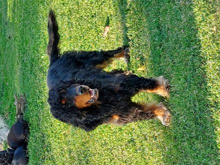 Super niedliche seltene Cocker Mops Mischlinge