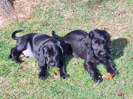 Super niedliche seltene Cocker Mops Mischlinge