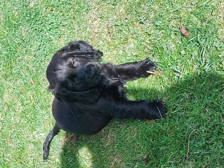 Super niedliche seltene Cocker Mops Mischlinge