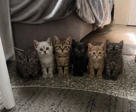 Reinrassiges bkh mädchen taby und black smoke