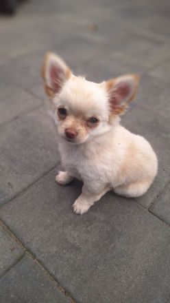 Unser Gismo sucht noch seine Familie