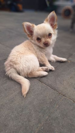 Unser Gismo sucht noch seine Familie