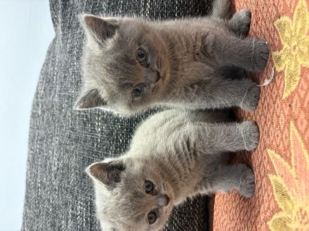 Liebevolle BKH-Kitten suchen ihr Zuhause