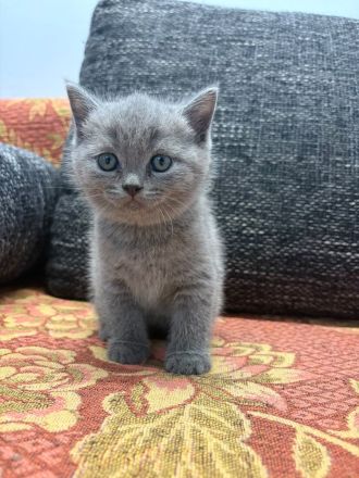 Liebevolle BKH-Kitten suchen ihr Zuhause