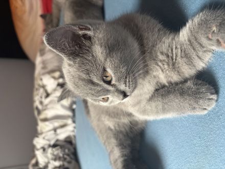 Liebevolle BKH-Kitten suchen ihr Zuhause
