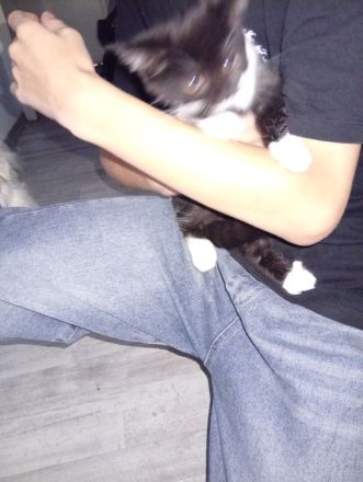 Kitten 3 Monate alt abzugeben