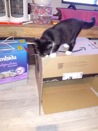 Kitten 3 Monate alt abzugeben