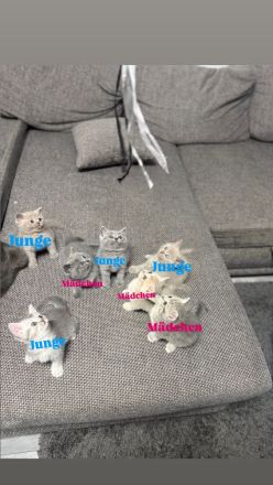 7 süße kitten suchen ein Zuhause