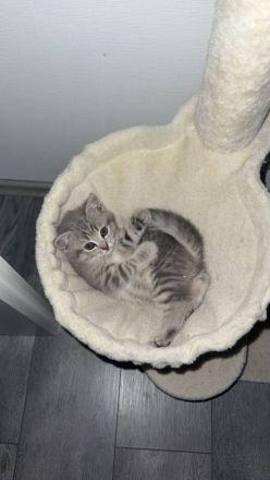7 süße kitten suchen ein Zuhause
