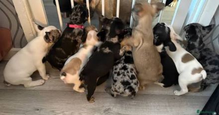 Französischer Bulldoggen Welpen