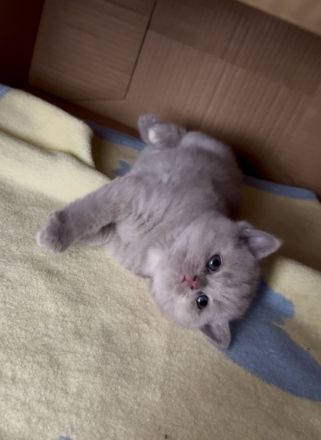 Bkh kitten geboren 27.7.26 in lilac/creme tortie