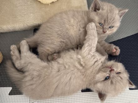 Bkh kitten geboren 27.7.26 in lilac/creme tortie