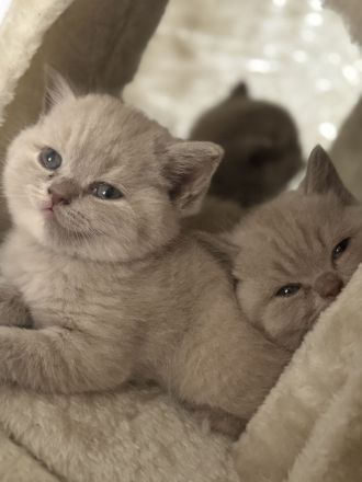 Bkh kitten geboren 27.7.26 in lilac/creme tortie