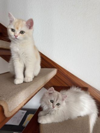 Drei süße BKH Kitten suchen ihr Zuhause