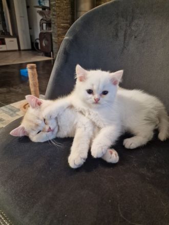 Drei süße BKH Kitten suchen ihr Zuhause