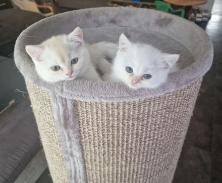 Drei süße BKH Kitten suchen ihr Zuhause
