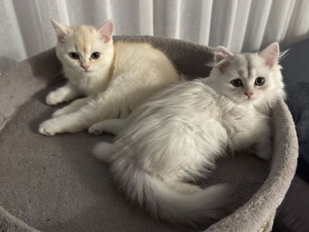 Drei süße BKH Kitten suchen ihr Zuhause