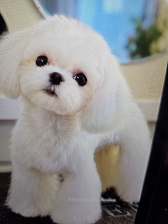 Malteser/Shih-Tzu Welpen - Korea Abstammung