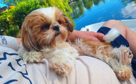 Malteser/Shih-Tzu Welpen - Korea Abstammung