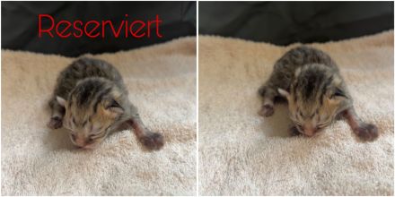 6 süße EKH BKH-Mix Kitten suchen ein liebevolles Zuhause