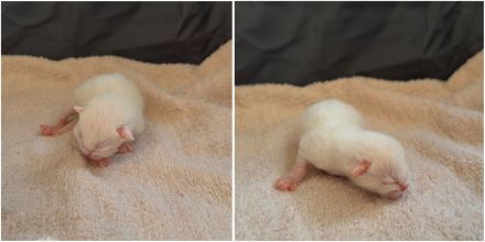 6 süße EKH BKH-Mix Kitten suchen ein liebevolles Zuhause