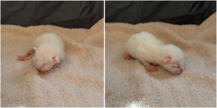 6 süße EKH BKH-Mix Kitten suchen ein liebevolles Zuhause