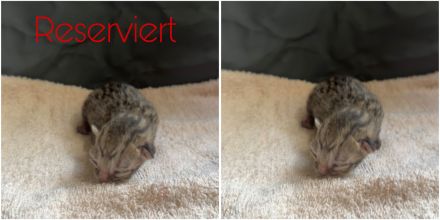 6 süße EKH BKH-Mix Kitten suchen ein liebevolles Zuhause