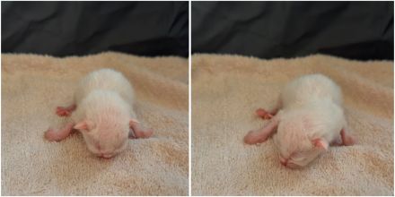 6 süße EKH BKH-Mix Kitten suchen ein liebevolles Zuhause