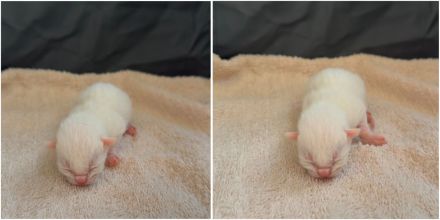 6 süße EKH BKH-Mix Kitten suchen ein liebevolles Zuhause