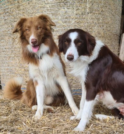 Süße braun weiße Border Collie Welpen