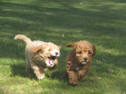 Maltipoo Welpen