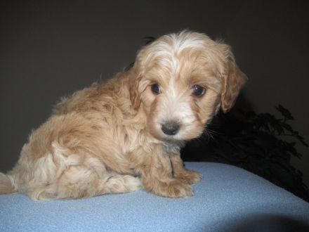 Maltipoo Welpen