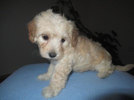 Maltipoo Welpen