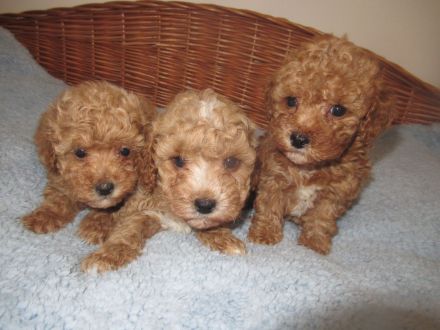 Maltipoo Welpen