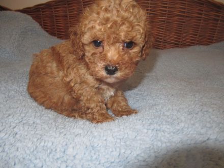 Maltipoo Welpen
