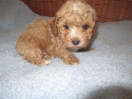Maltipoo Welpen