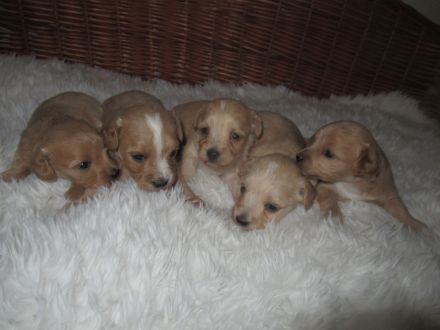 Maltipoo Welpen