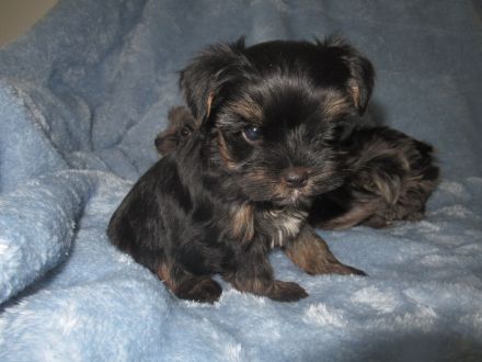 Yorkshire Terier, Black and tan und Merle Welpen